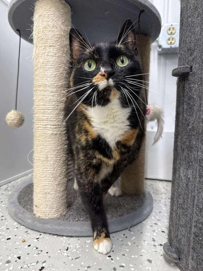 Quark, Adoptable, Senior Female Domestic Short Hair.