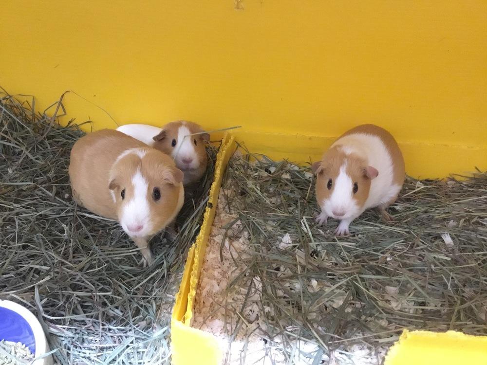 Enlarge Abbey, a Adoptable Guinea Pig in San Diego, CA image 1/1