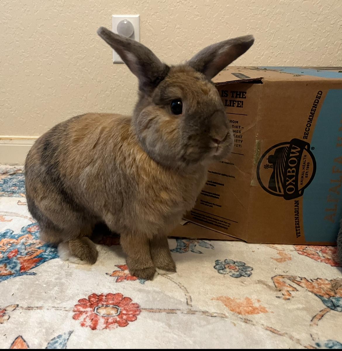 Enlarge Hall & Oats, a ADOPTABLE mixed breed in San Antonio, TX image 3/3