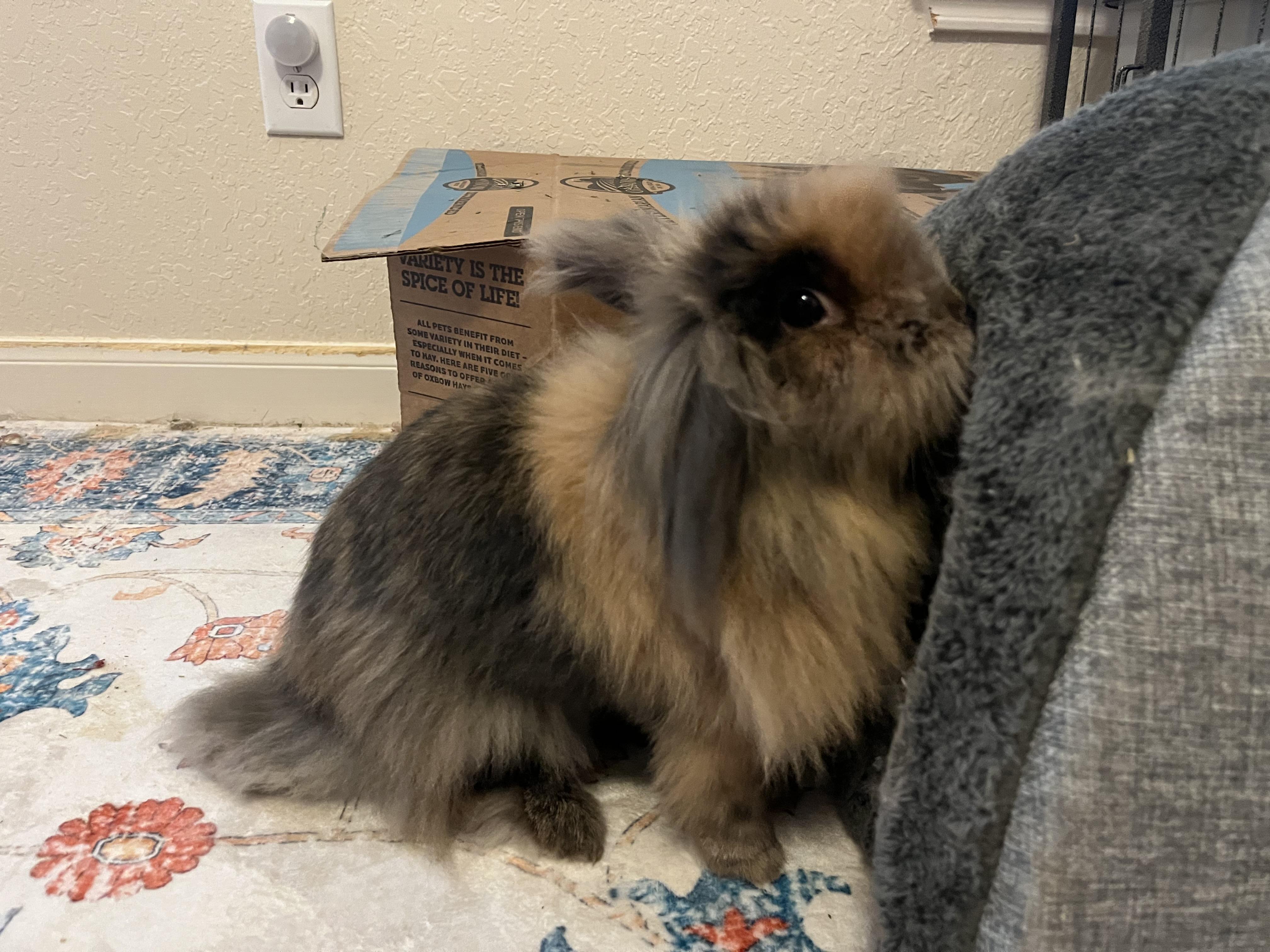 Enlarge Hall & Oats, a ADOPTABLE mixed breed in San Antonio, TX image 2/3