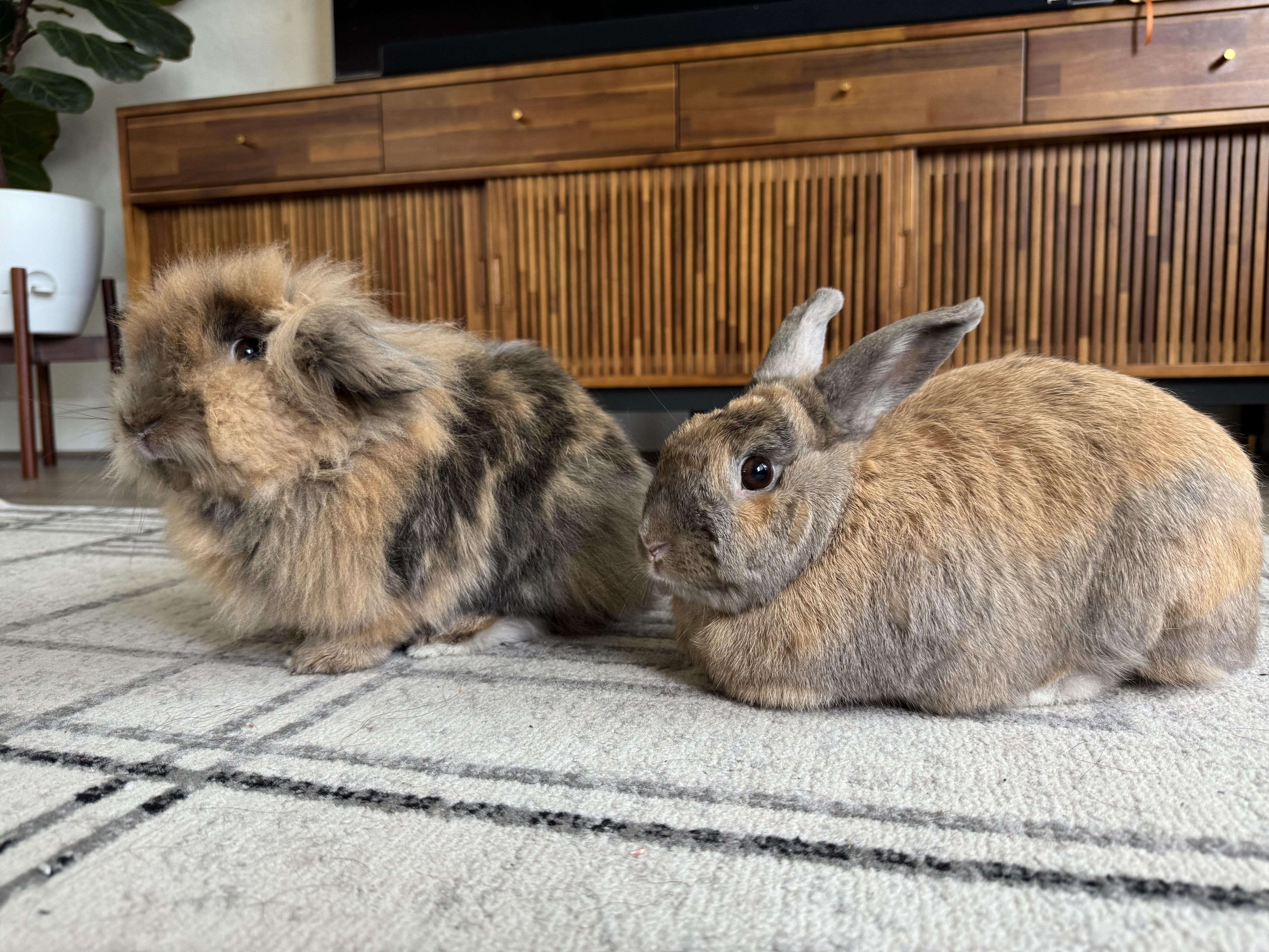 Hall & Oats, ADOPTABLE, Adult Female Lionhead & American Sable.
