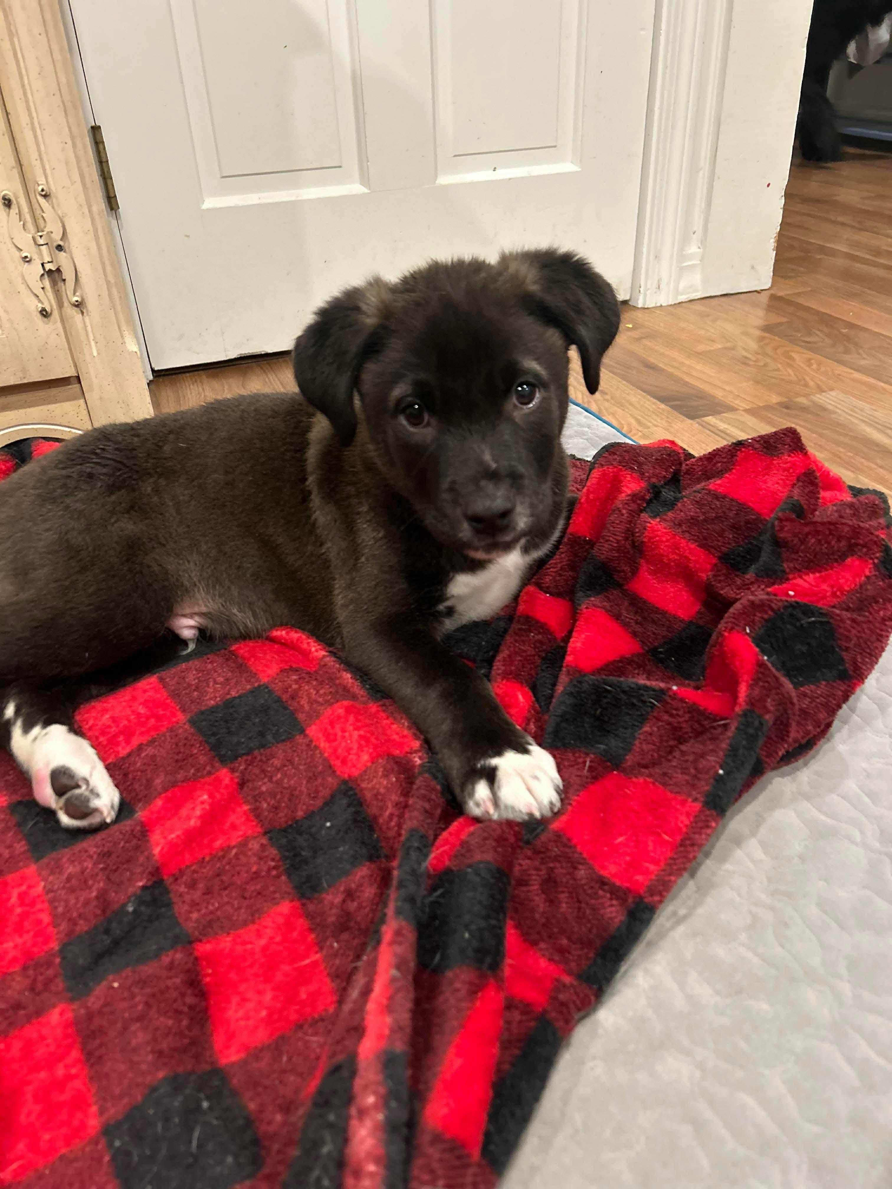 Enlarge Hutch, an adoptable mixed breed in Portland, ME image 1/4