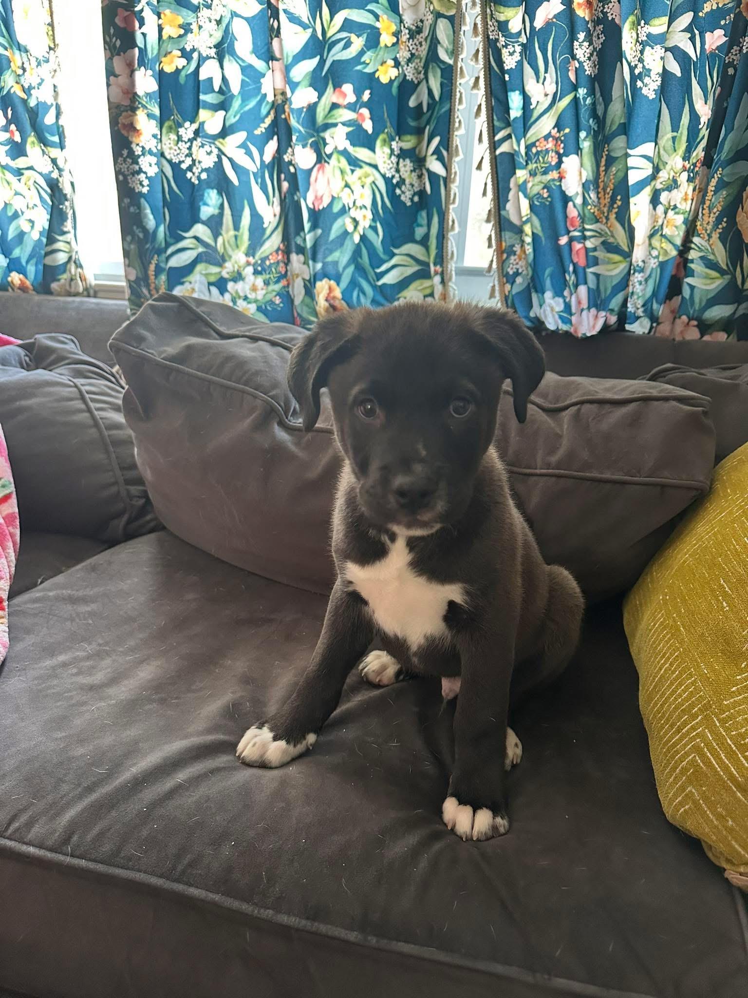 Enlarge Hutch, an adoptable mixed breed in Portland, ME image 2/4