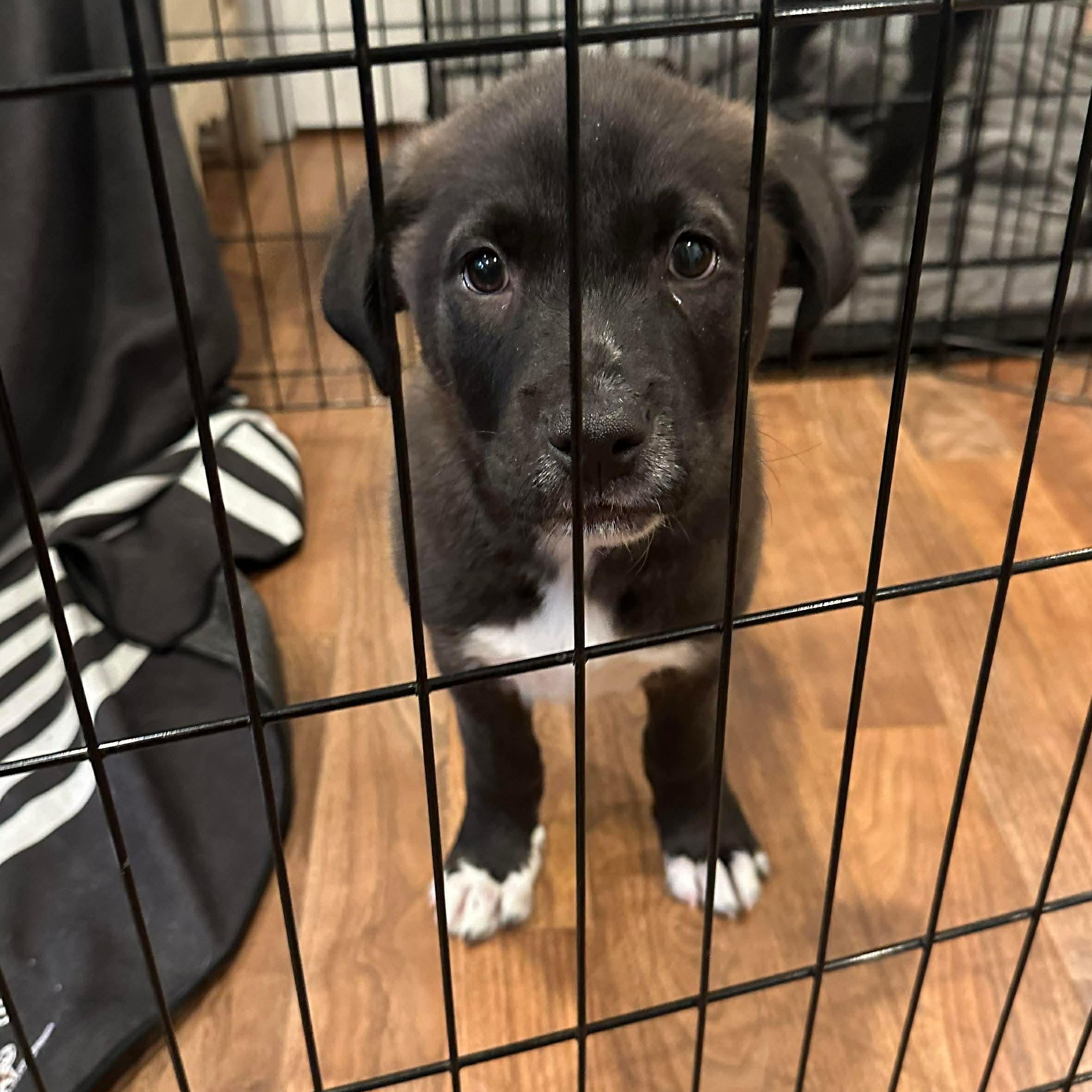 Enlarge Hutch, an adoptable mixed breed in Portland, ME image 3/4