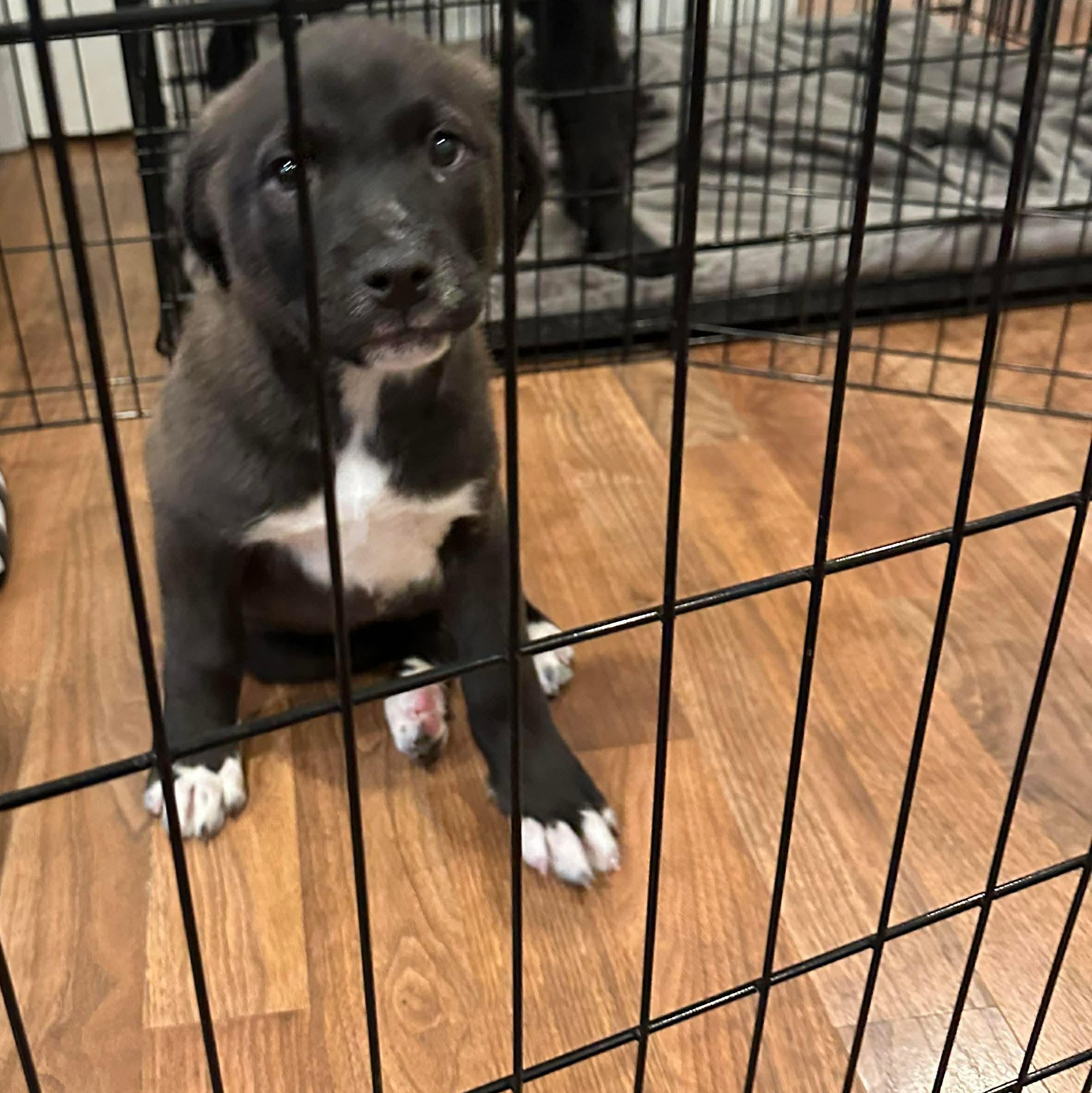 Enlarge Hutch, an adoptable mixed breed in Portland, ME image 4/4