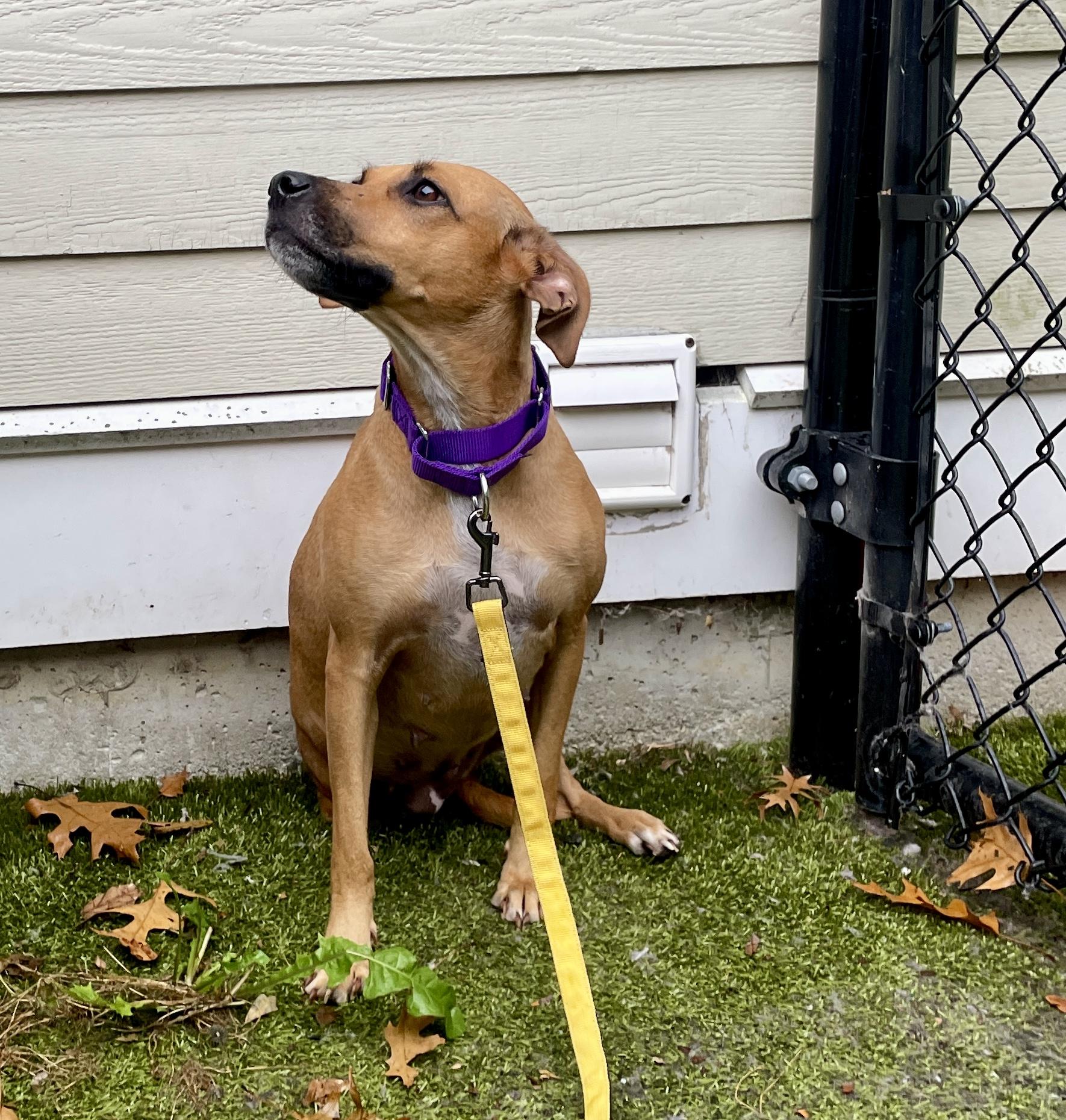 Enlarge Brinley, a ADOPTABLE mixed breed in Scituate, MA image 1/1