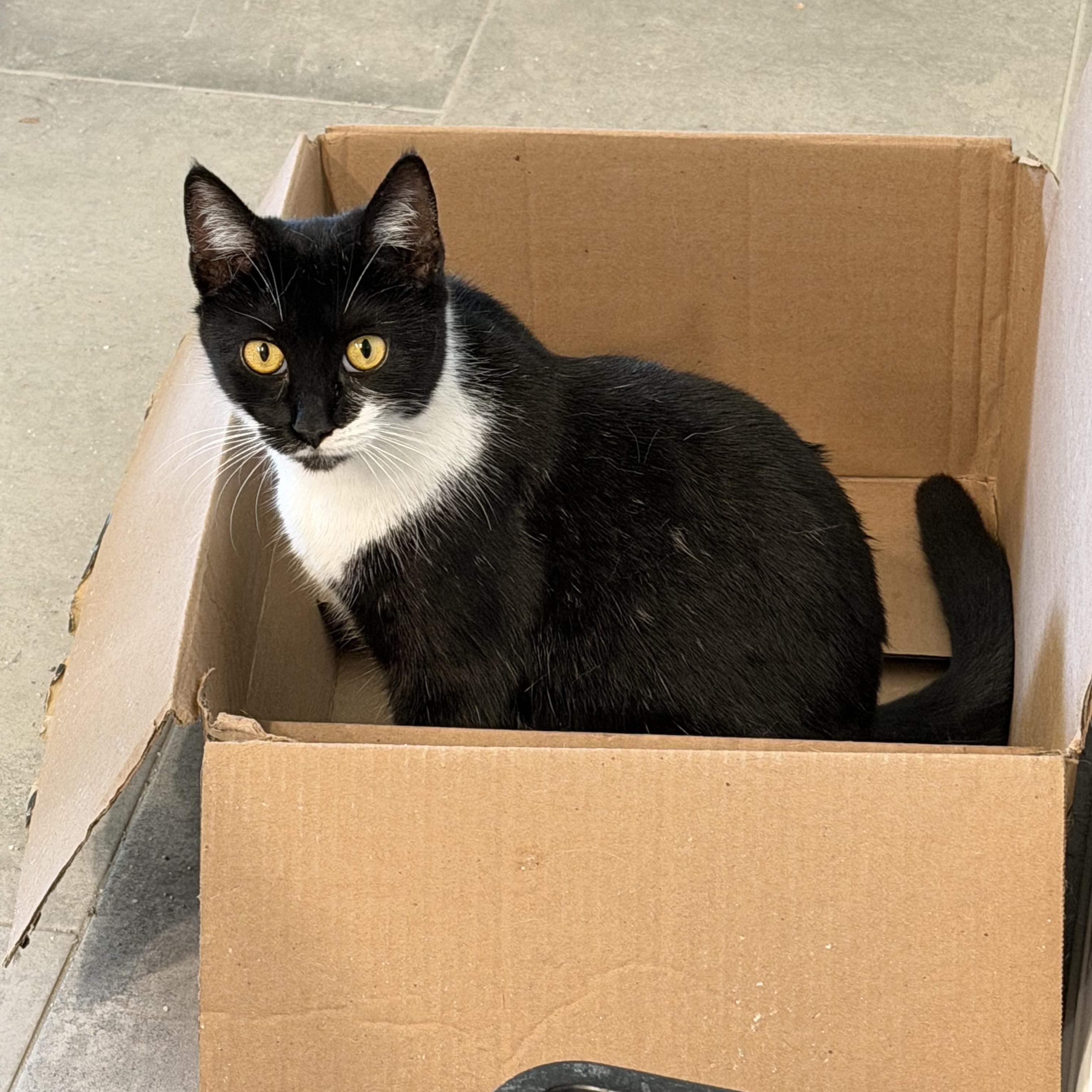 Enlarge Juliet, an adopted Tuxedo in San Juan Capistrano, CA image 4/4