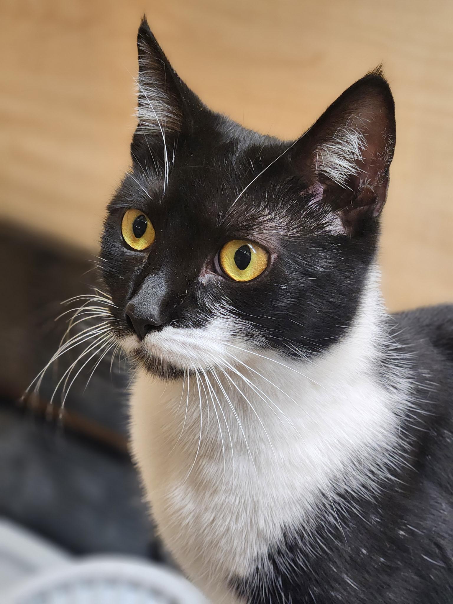 Enlarge Juliet, an adopted Tuxedo in San Juan Capistrano, CA image 3/4