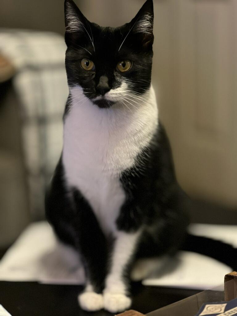 Enlarge Juliet, an adopted Tuxedo in San Juan Capistrano, CA image 2/4