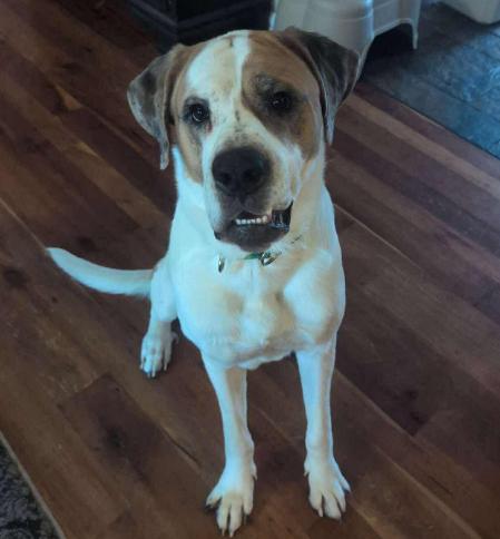 Enlarge George (1 Year Old) , a ADOPTABLE mixed breed in Albany, NY image 1/1