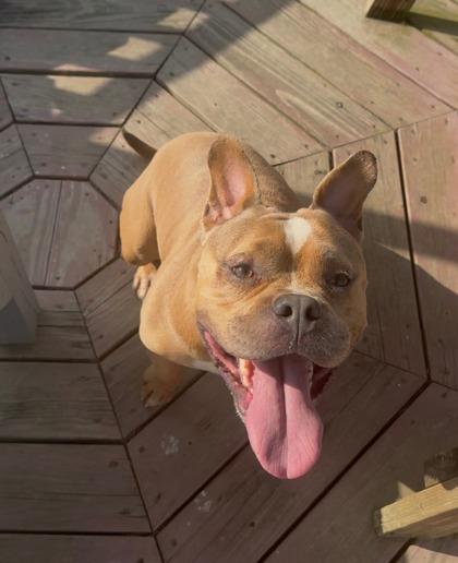 Chunky Monkey, Adoptable, Adult Male Pit Bull Terrier & French Bulldog.