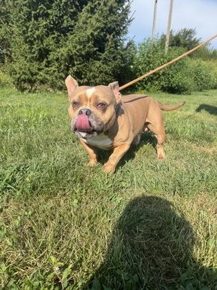 Enlarge Chunky Monkey, a Adoptable mixed breed in Columbus, IN image 2/3