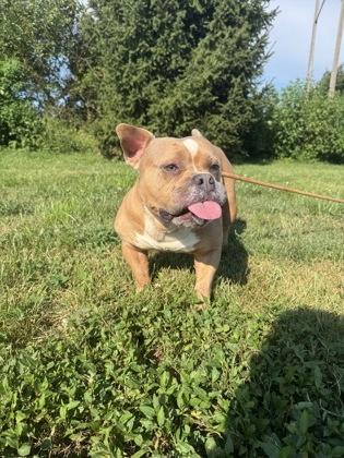 Enlarge Chunky Monkey, a Adoptable mixed breed in Columbus, IN image 3/3
