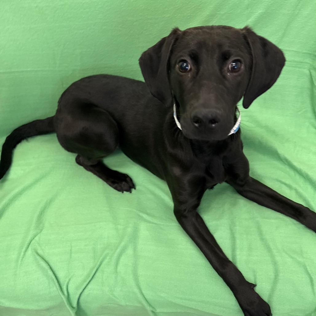 Enlarge Rose, a Adoptable Mixed Breed in Houston, TX image 1/2