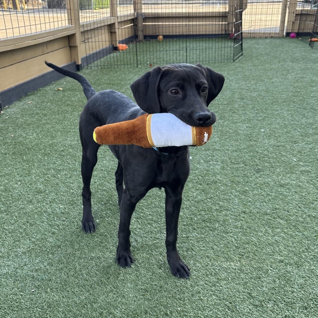 Enlarge Rose, a Adoptable Mixed Breed in Houston, TX image 2/2