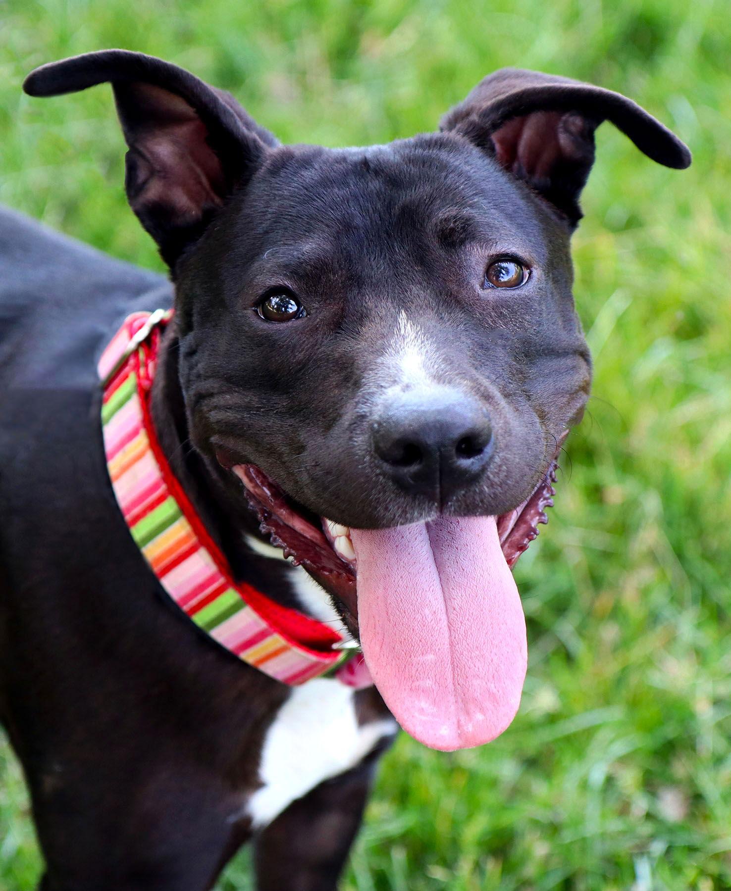 Enlarge Sabrina, a Adoptable mixed breed in Kansas City, MO image 1/3