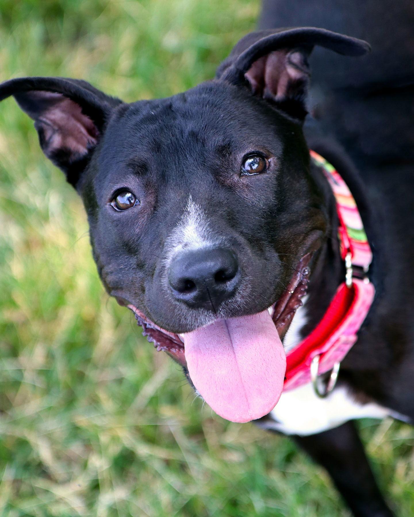Enlarge Sabrina, a Adoptable mixed breed in Kansas City, MO image 2/3