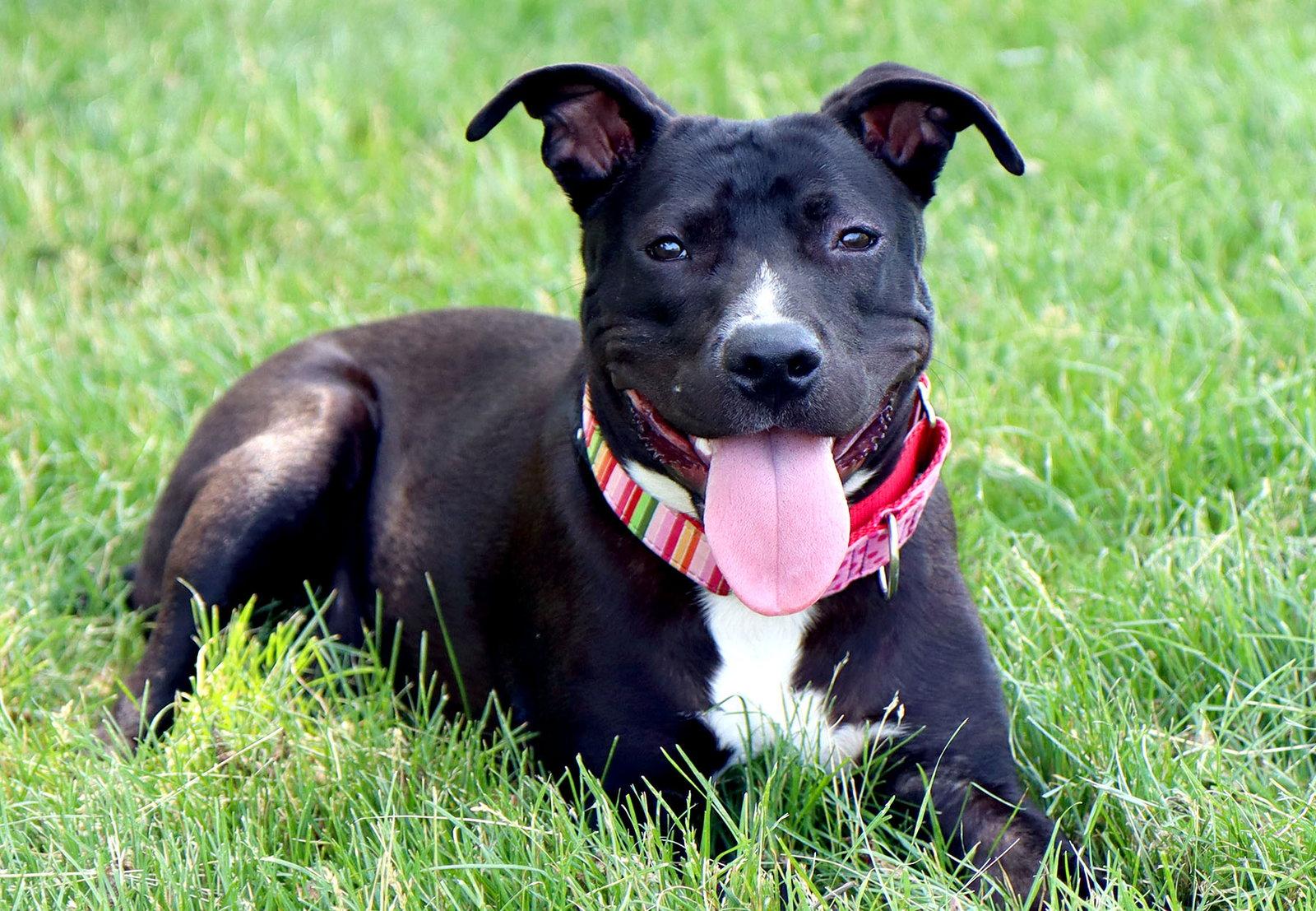 Enlarge Sabrina, a Adoptable mixed breed in Kansas City, MO image 2/3