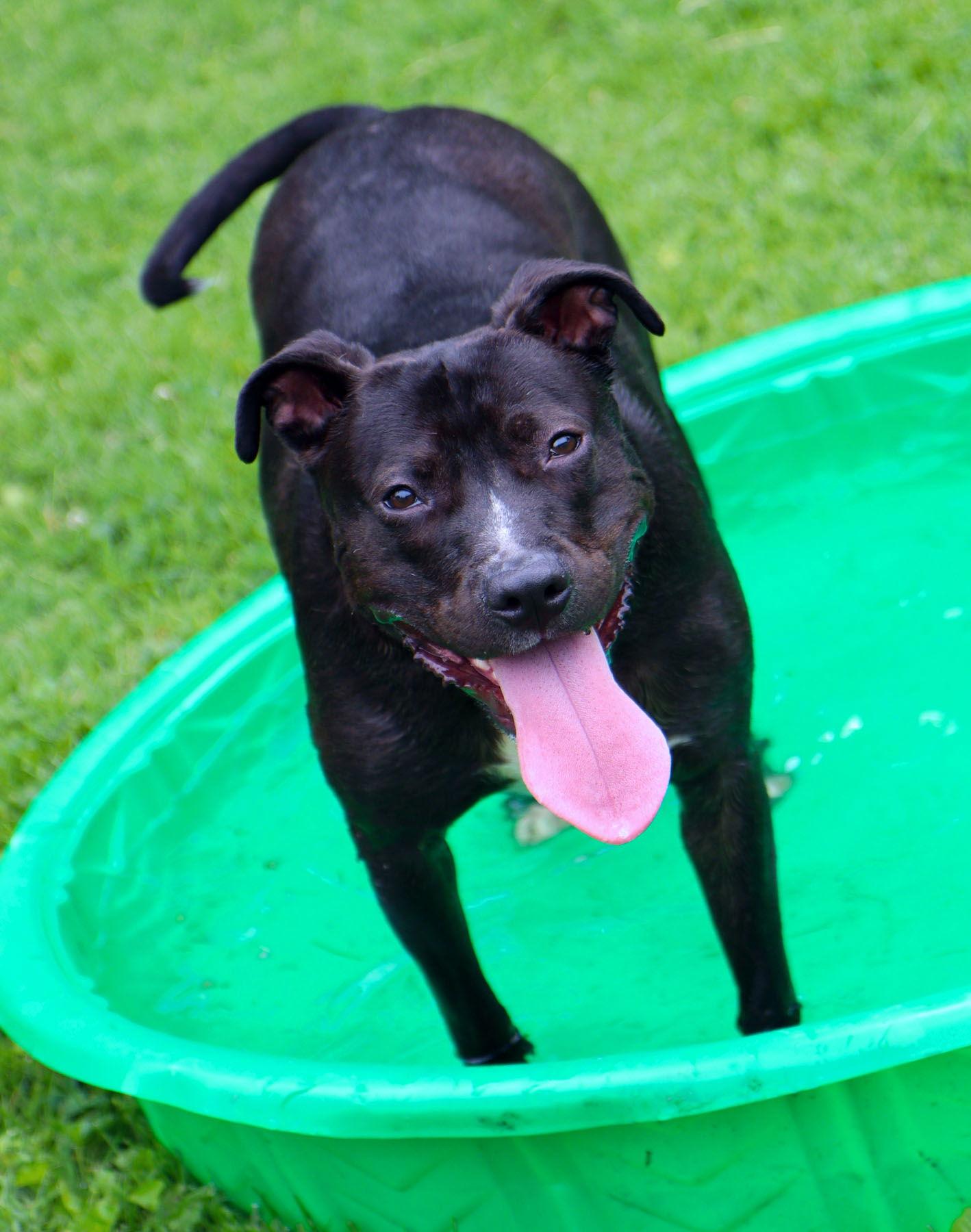 Enlarge Sabrina, a Adoptable mixed breed in Kansas City, MO image 3/3