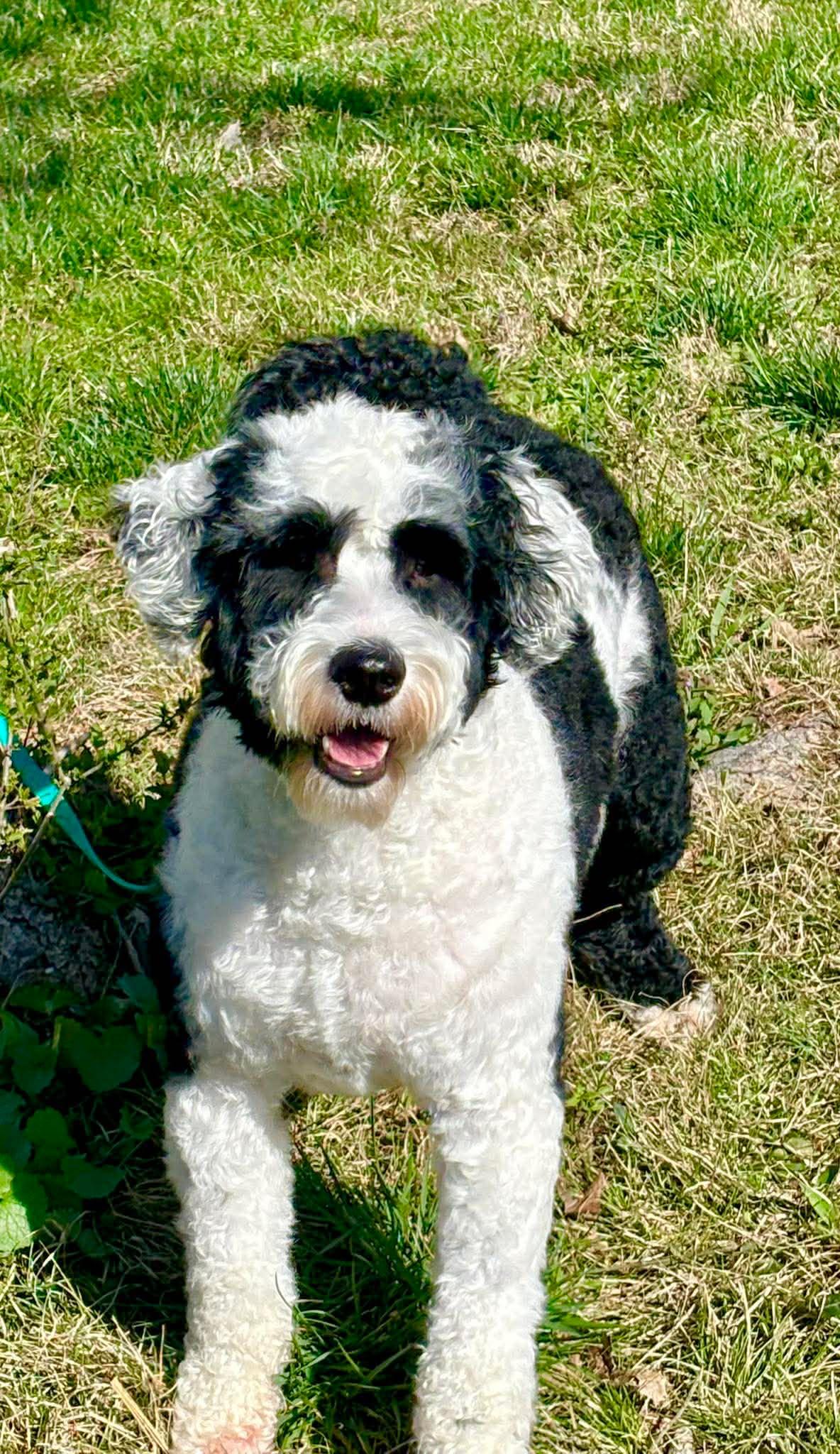 Ziggy , ADOPTABLE, Young Male Portuguese Water Dog.