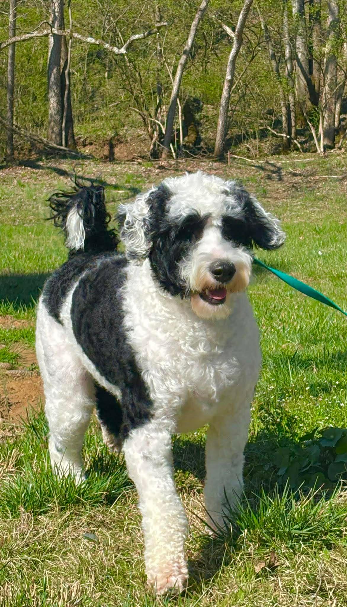 Enlarge Ziggy , a ADOPTABLE Portuguese Water Dog in Lexington, KY image 3/5