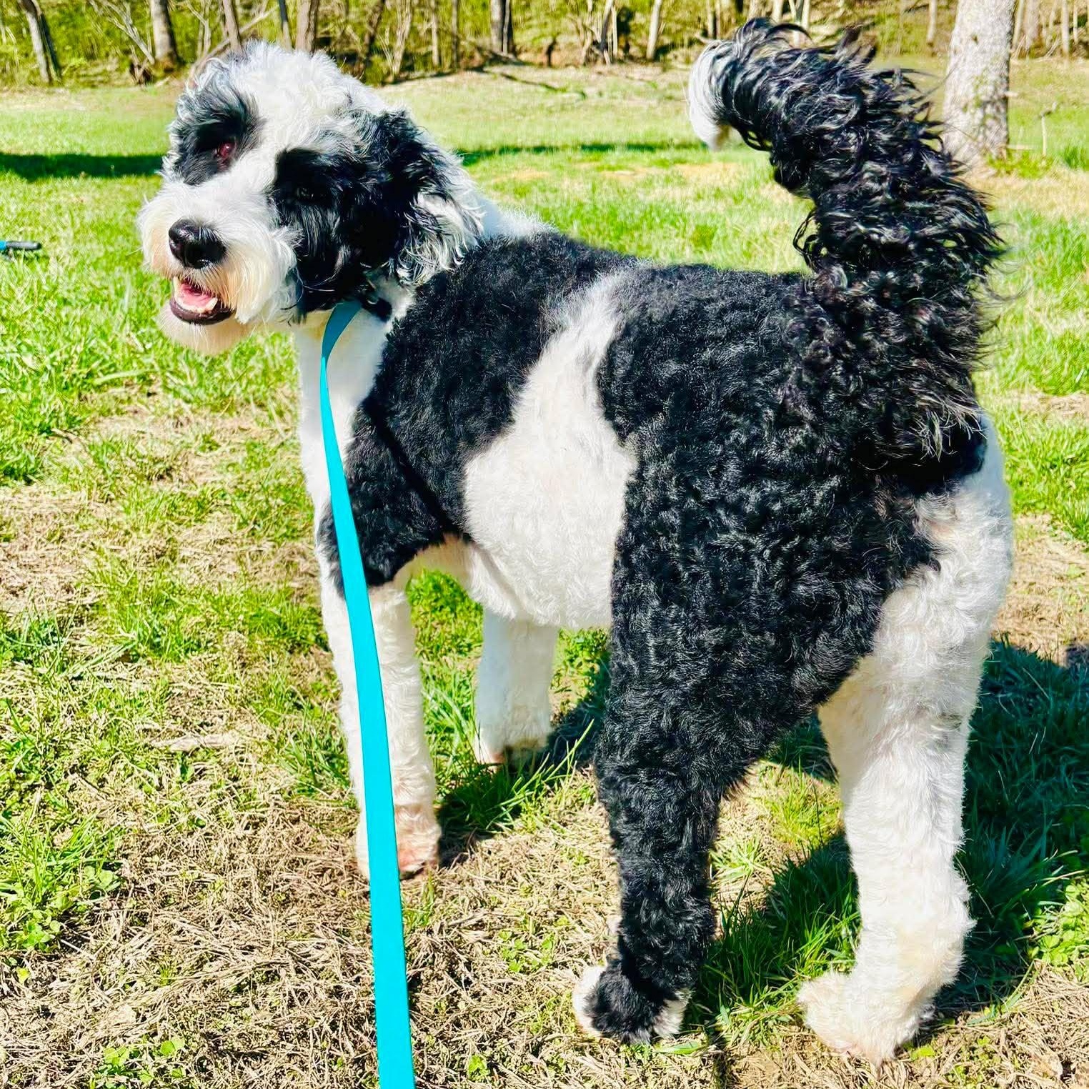 Enlarge Ziggy , a ADOPTABLE Portuguese Water Dog in Lexington, KY image 4/5