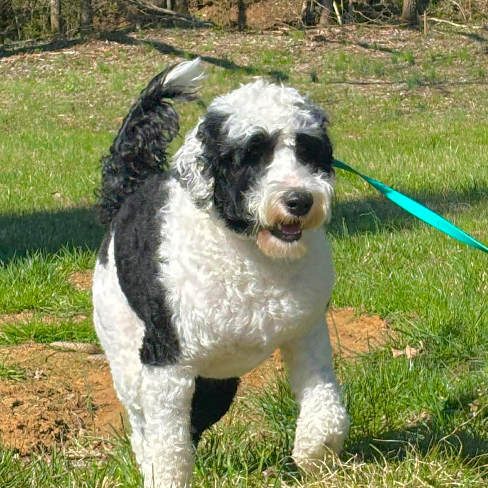 Enlarge Ziggy , a ADOPTABLE Portuguese Water Dog in Lexington, KY image 2/5