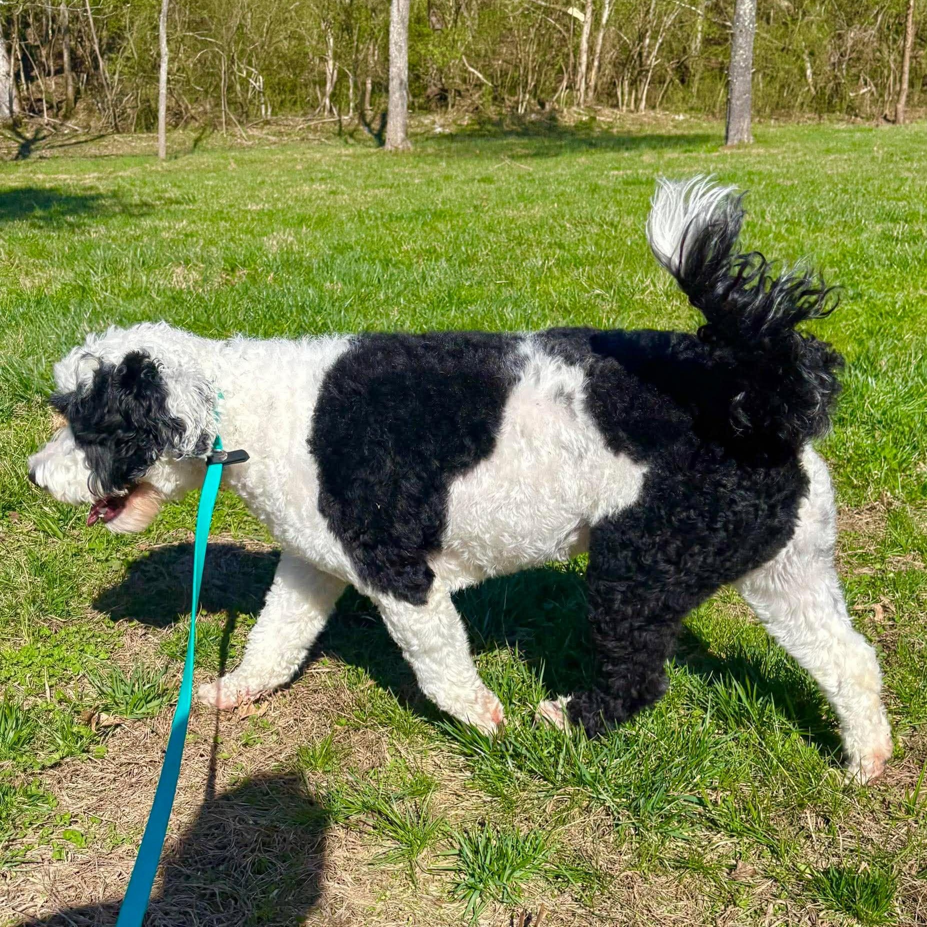 Enlarge Ziggy , a ADOPTABLE Portuguese Water Dog in Lexington, KY image 5/5