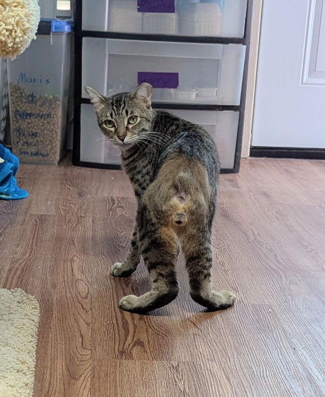 Enlarge FunkMaster Flex, a Adoptable mixed breed in Ocala, FL image 1/3