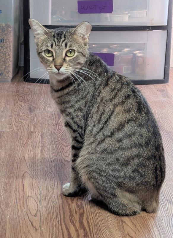 Enlarge FunkMaster Flex, a Adoptable mixed breed in Ocala, FL image 3/3