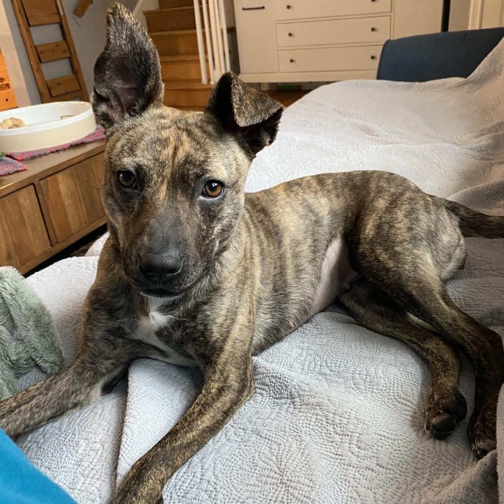 Enlarge Pip-Squeak - IN FOSTER, a Adoptable Mixed Breed in Birdsboro, PA image 1/6