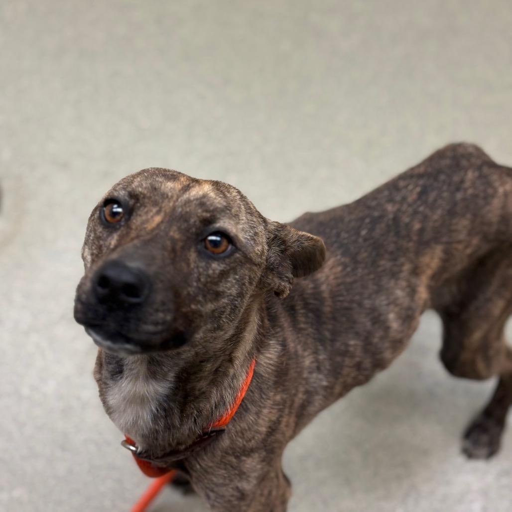 Enlarge Pip-Squeak - IN FOSTER, a Adoptable Mixed Breed in Birdsboro, PA image 2/6