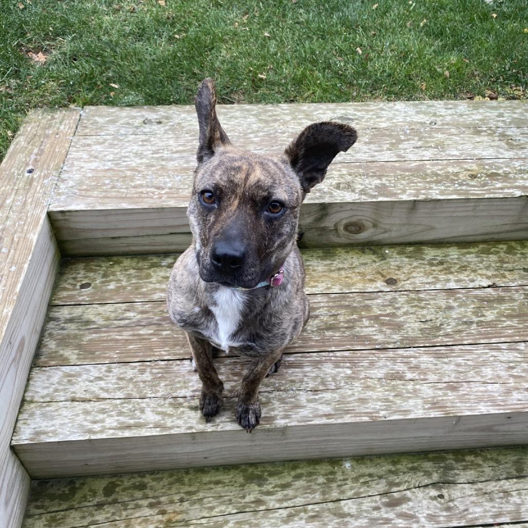 Enlarge Pip-Squeak - IN FOSTER, a Adoptable Mixed Breed in Birdsboro, PA image 3/6