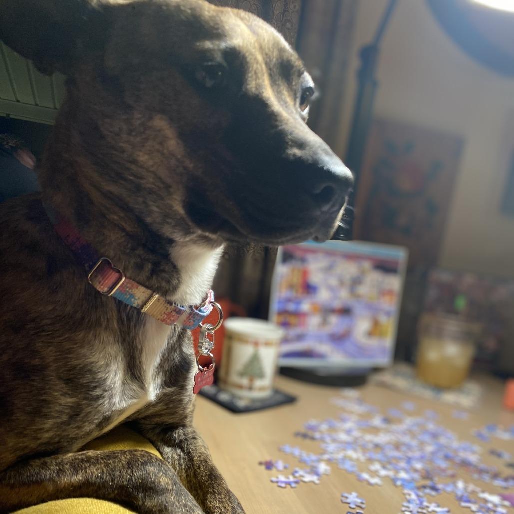 Enlarge Pip-Squeak - IN FOSTER, a Adoptable Mixed Breed in Birdsboro, PA image 4/6