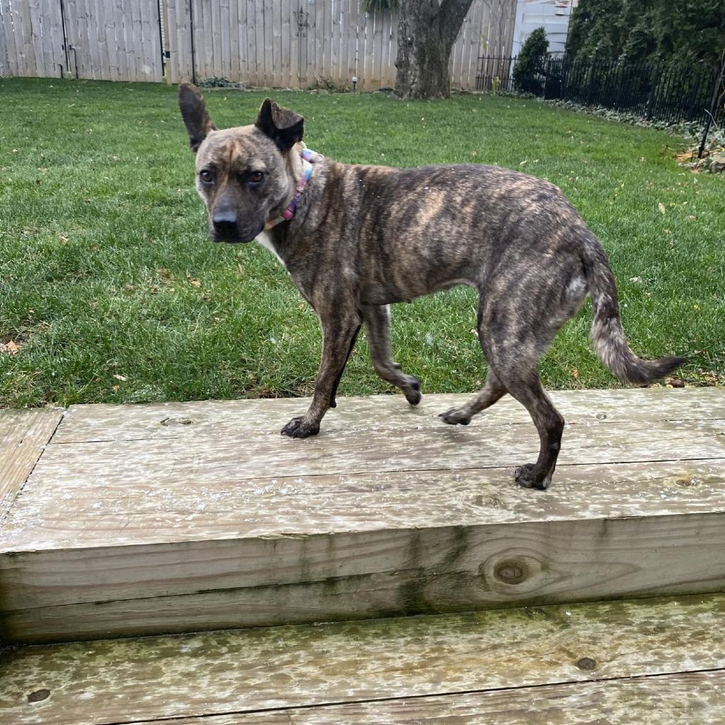 Enlarge Pip-Squeak - IN FOSTER, a Adoptable Mixed Breed in Birdsboro, PA image 6/6