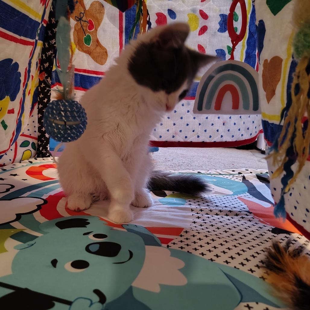 Axiom, Adoptable, Kitten Female Domestic Short Hair.