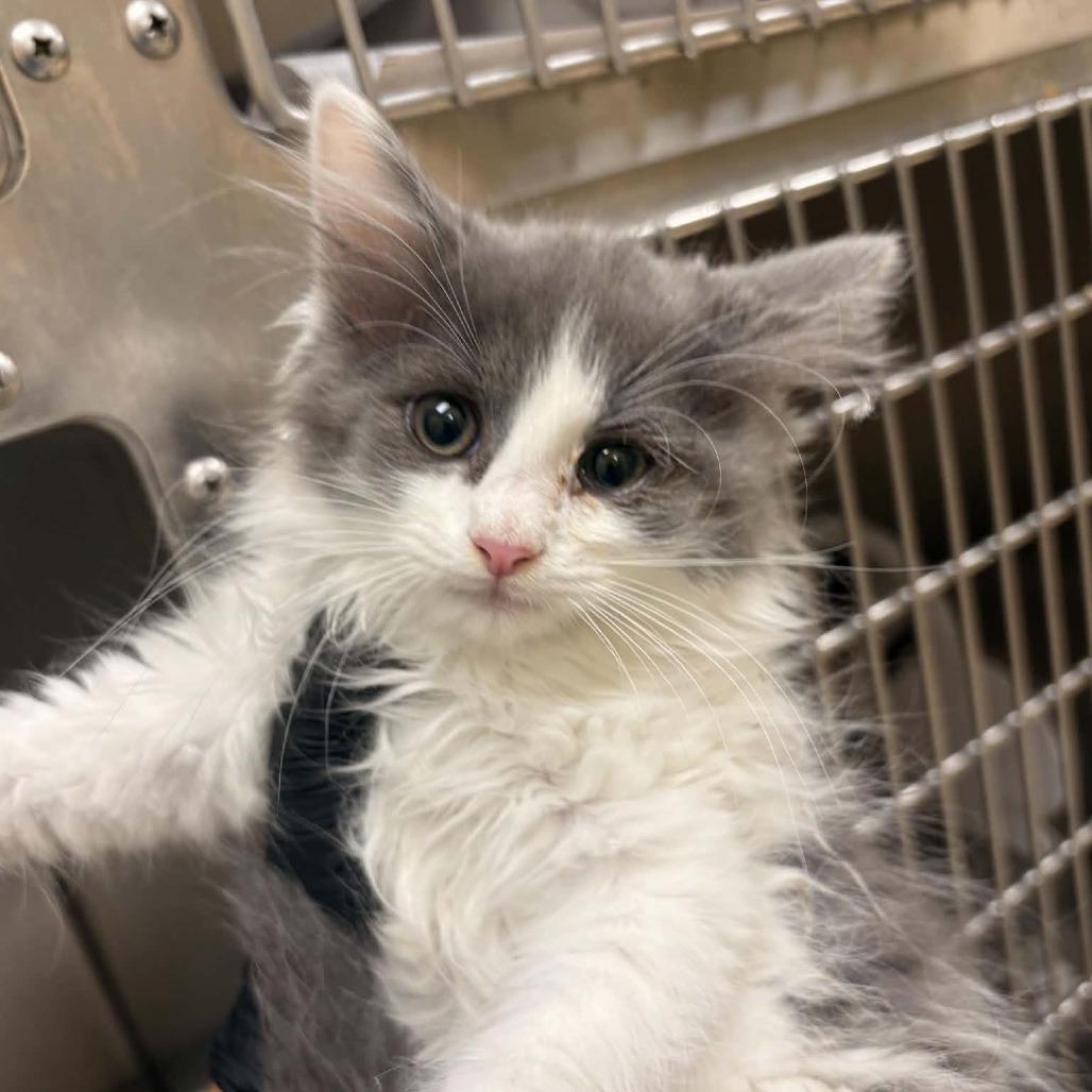 Enlarge Axiom, a Adoptable Domestic Short Hair in Winston Salem, NC image 2/6