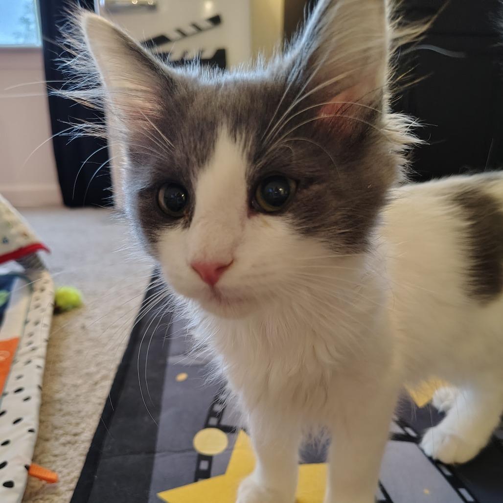 Enlarge Axiom, a Adoptable Domestic Short Hair in Winston Salem, NC image 3/6