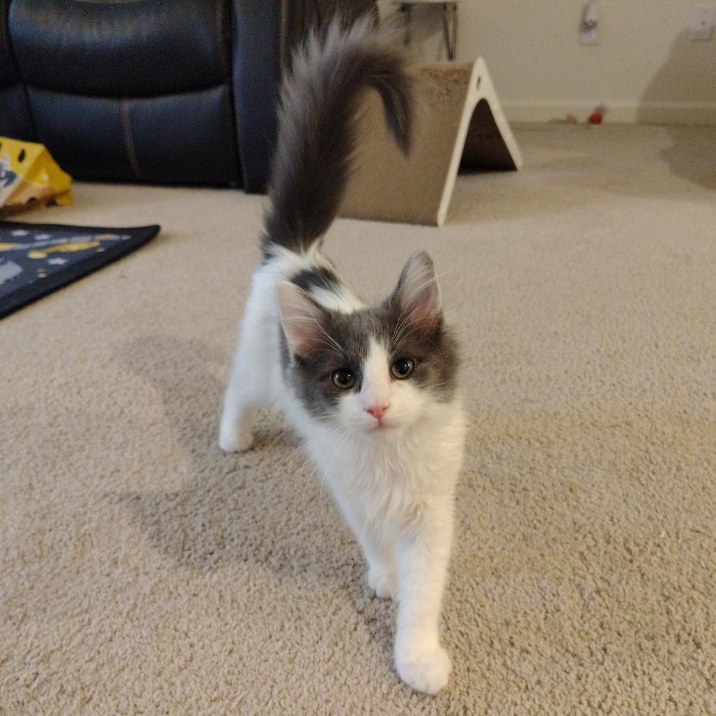 Enlarge Axiom, a Adoptable Domestic Short Hair in Winston Salem, NC image 4/6