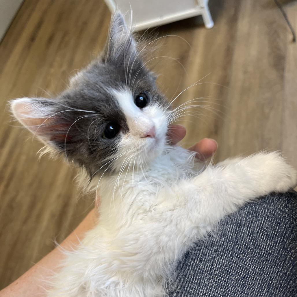 Enlarge Axiom, a Adoptable Domestic Short Hair in Winston Salem, NC image 5/6