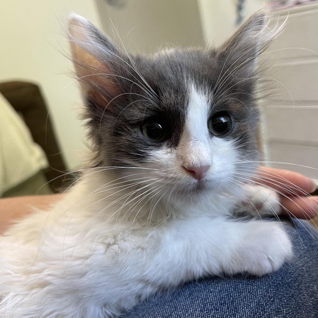 Enlarge Axiom, a Adoptable Domestic Short Hair in Winston Salem, NC image 6/6
