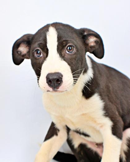 Share Bear, Adoptable, Puppy Male Pit Bull Terrier & Mixed Breed.