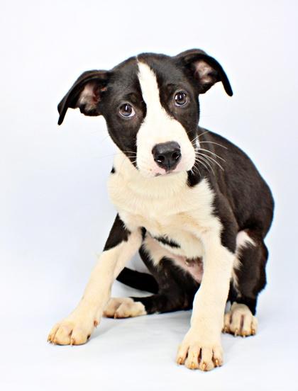 Enlarge Share Bear, a Adoptable mixed breed in Morton Grove, IL image 2/3