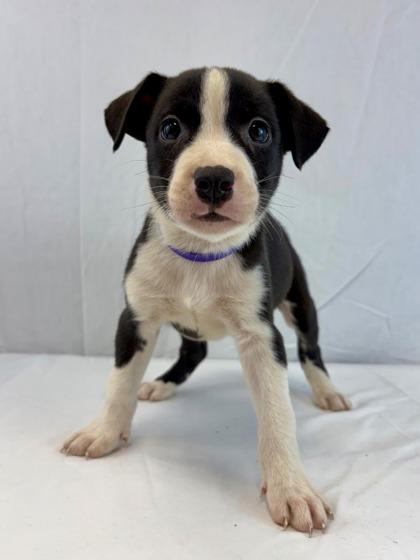 Enlarge Share Bear, a Adoptable mixed breed in Morton Grove, IL image 3/3