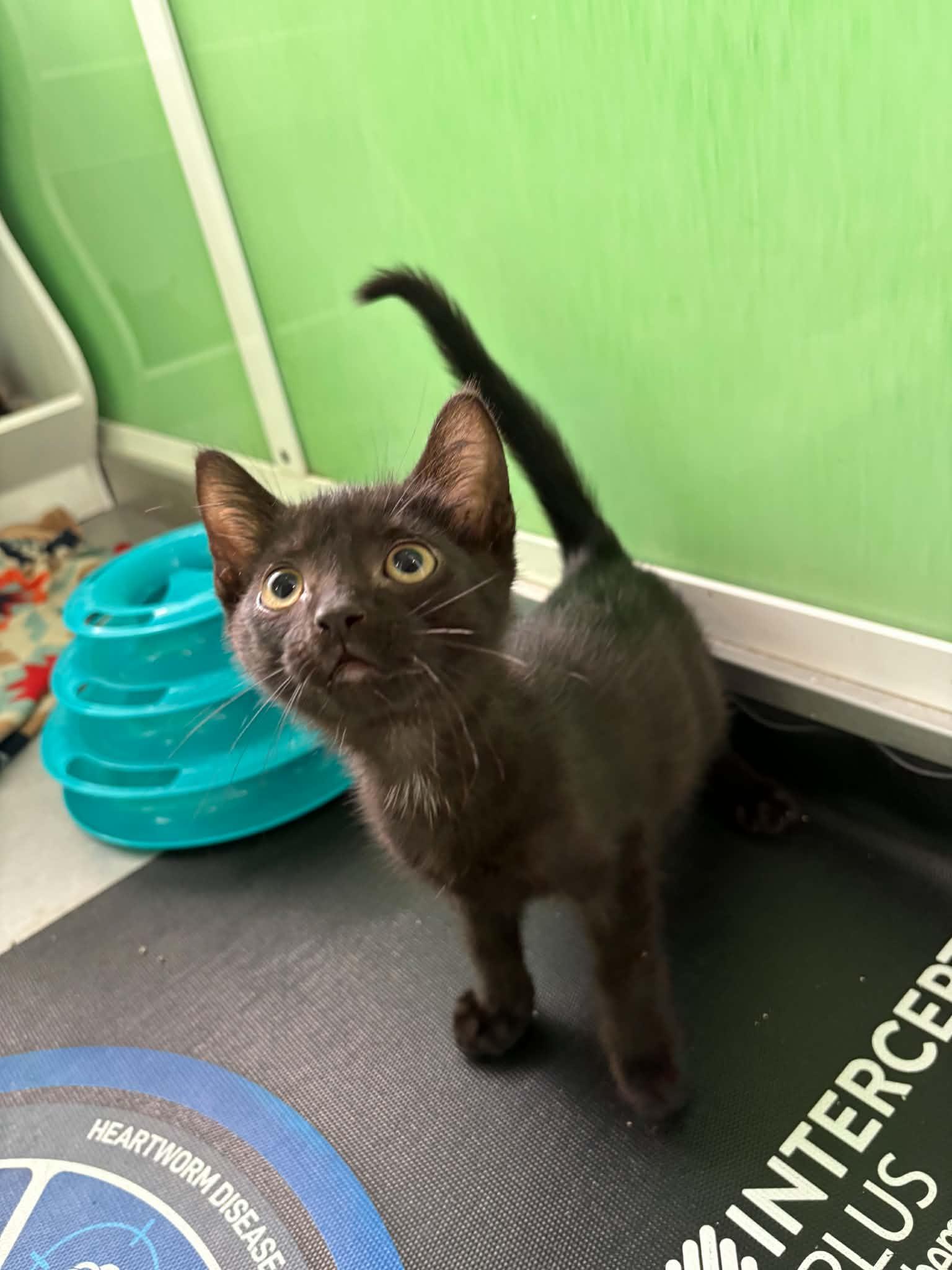 Elias, ADOPTABLE, Kitten Male American Shorthair.