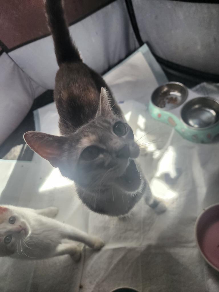 Eleanor, Adoptable, Young Female American Shorthair.