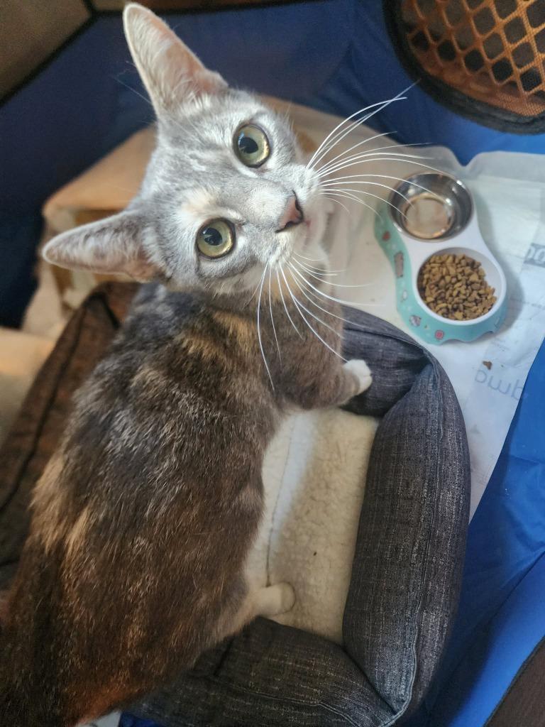Enlarge Eleanor, a Adoptable American Shorthair in Hagaman, NY image 2/4
