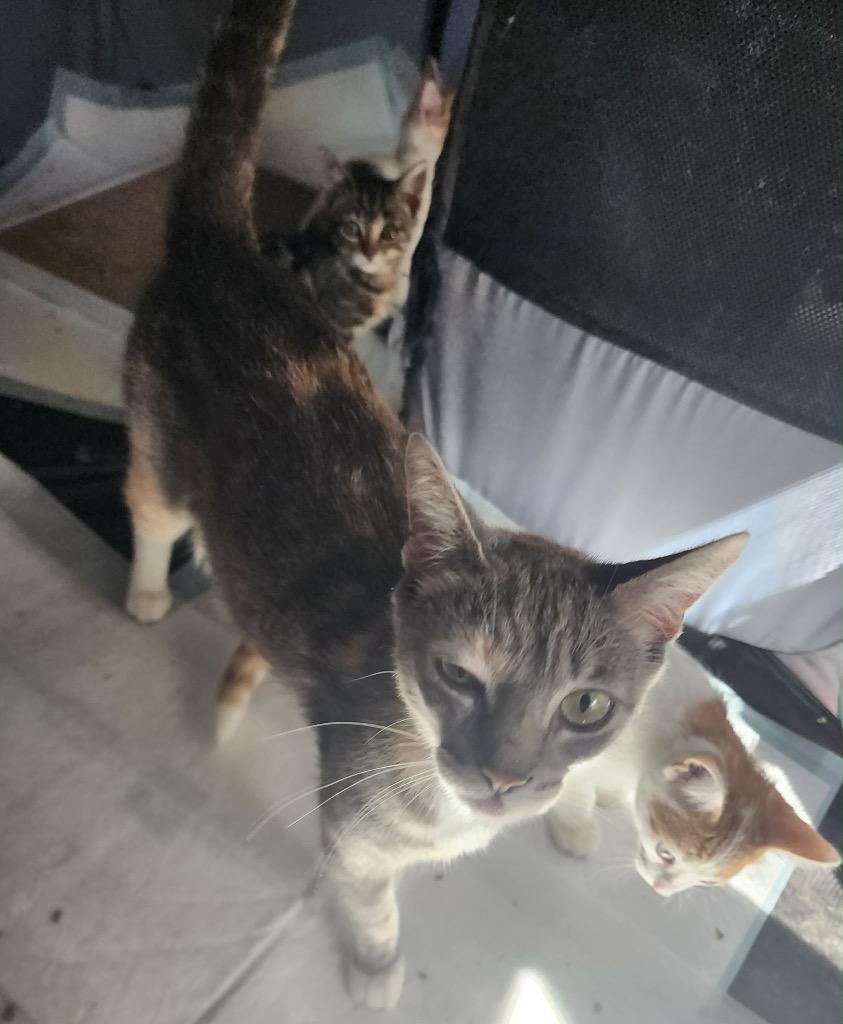 Enlarge Eleanor, a Adoptable American Shorthair in Hagaman, NY image 3/4
