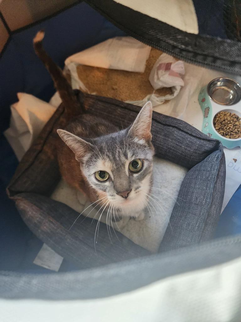 Enlarge Eleanor, a Adoptable American Shorthair in Hagaman, NY image 4/4
