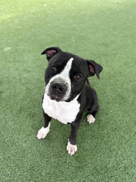 HARLOW, Adoptable, Adult Male American Staffordshire Terrier.